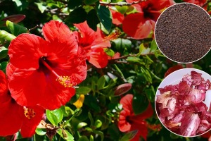 Jaswand flower will grow faster with homemade khat of tea powder and onion peel gardening tips video