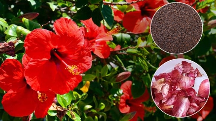 Jaswand flower will grow faster with homemade khat of tea powder and onion peel gardening tips video