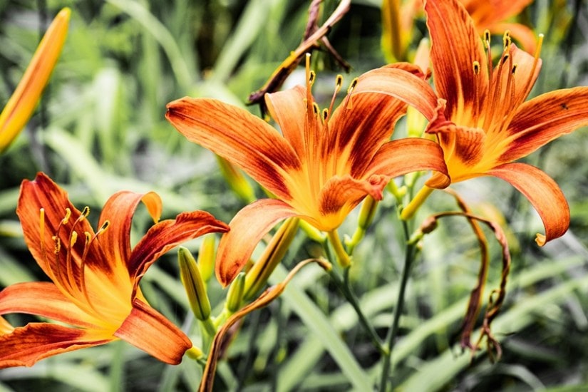 Daylilies