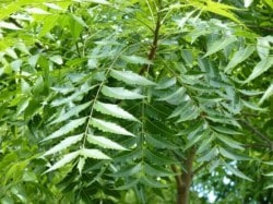 Neem Leaves: त्वचेपासून ते डासांपासून रक्षणापर्यंतच्या ‘या’ समस्यांसाठी जाणून घ्या कडुलिंबाच्या पानांचा घरगुती उपाय