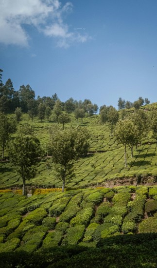 Munnar, Kerala