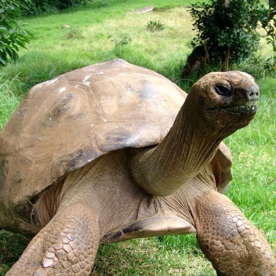 Seychelles giant tortoise