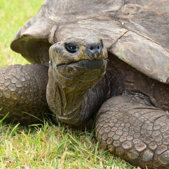 Oldest living land animal