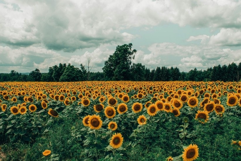 sunflower