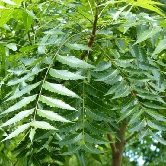 neem-leaves-benefits