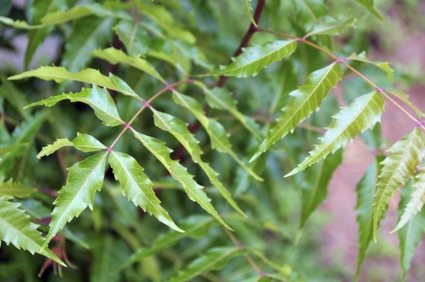 neem-leaves-benefits