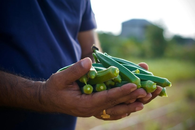 Okra and uric acid levels