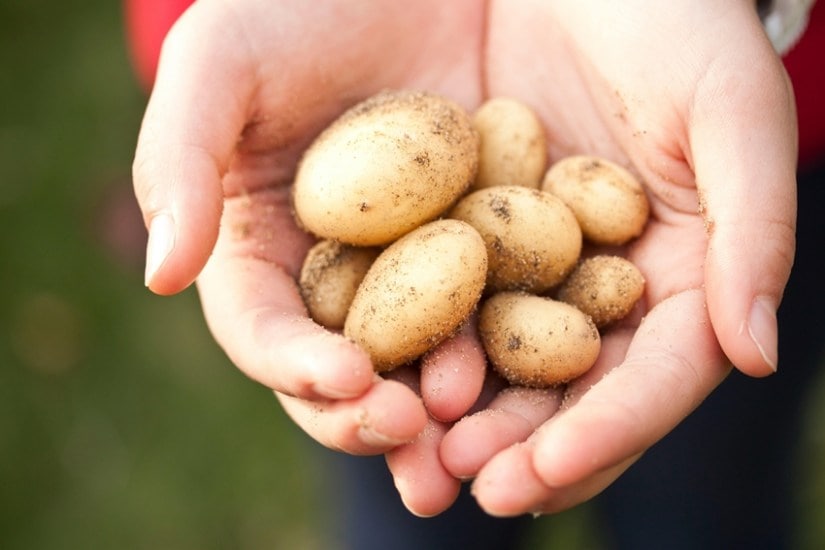 Potatoes for heart health