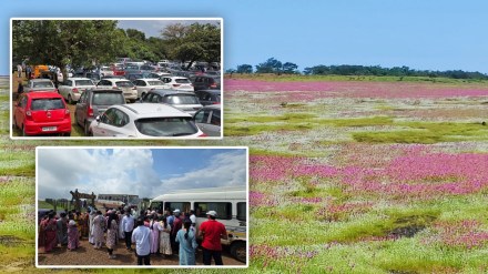 on Kaas Plateau rush of tourists