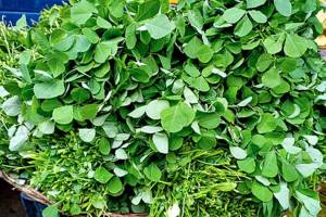 leafy vegetables become expensive due to continuous