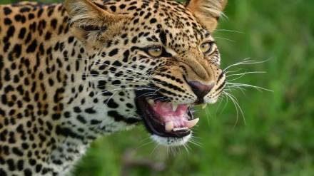 7 year old boy killed in leopard attack in durgapur area of chandrapur