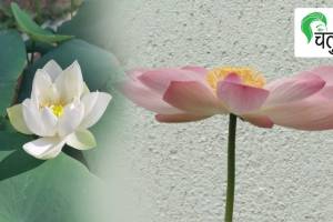 article about how to get seeds to plant lotus