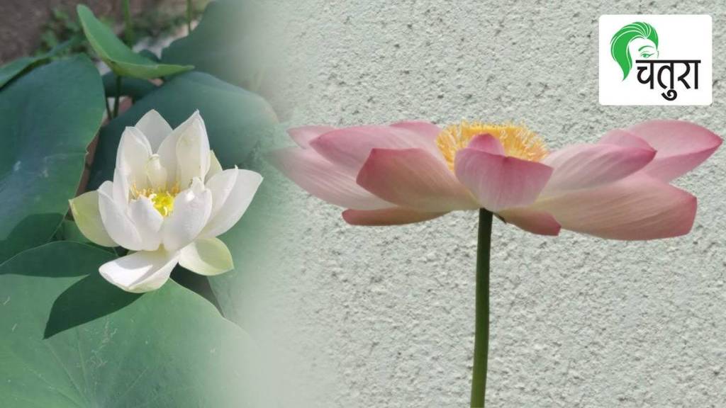 article about how to get seeds to plant lotus