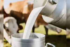 Dairy Development Project expand from 11 to 19 districts in Vidarbha and Marathwada