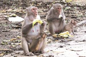 Monkeys nuisance to agriculture