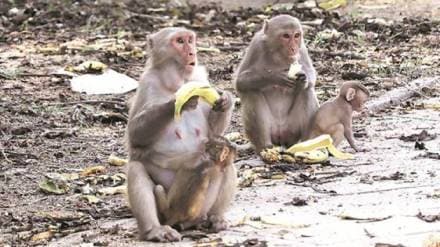 Monkeys nuisance to agriculture