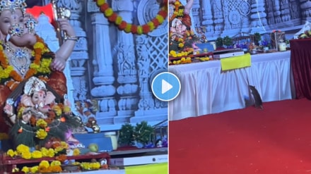 Ganeshotsav 2024 mushak visits Ganesh pandal and pray with Folded Hands ate Ganapati bappa Modak viral video