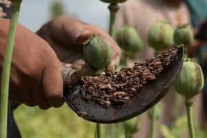 opium worth 56 lakhs seized in ambegaon area of bharti university campus