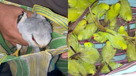 30 parrots and three Black-winged kite seized at home Action at Padgha near Bhiwandi