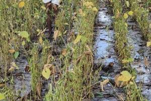 Heavy rains in Akola damaged crops over 57 758 5 hectares in August and September