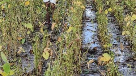 Heavy rains in Akola damaged crops over 57 758 5 hectares in August and September