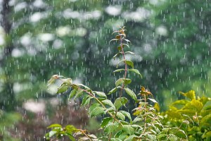 Patharpunj, highest rainfall, western Maharashtra,