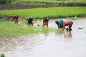 significant drop in average rainfall in Igatpuri 748 mm recorded in Nashik so far