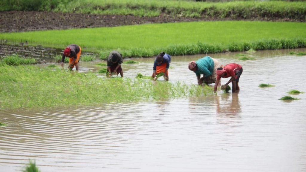 significant drop in average rainfall in Igatpuri 748 mm recorded in Nashik so far