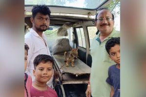 Forest department succeeds in rescued fox in Jamkhed