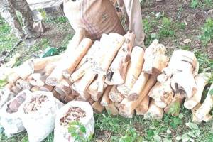 sandalwood stock worth rs 35 lakh seized in nashik