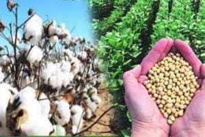 maharashtra government to grant rs 1600 crore to cotton and soybean farmers