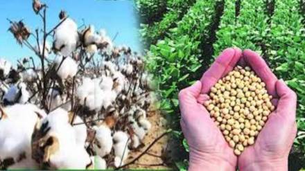 maharashtra government to grant rs 1600 crore to cotton and soybean farmers