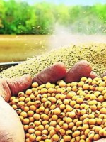 Loksatta explained Prices collapsed before the new soybeans hit the market