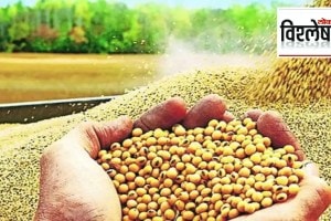 Loksatta explained Prices collapsed before the new soybeans hit the market