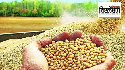 Loksatta explained Prices collapsed before the new soybeans hit the market