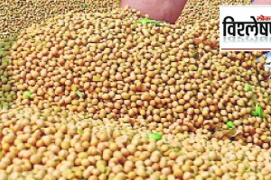 Loksatta explained Will the rise in soybean prices last the season