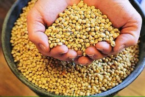 Soyabean crop in danger due to rain in Solapur district