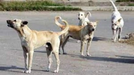 rabies vaccination for stray dogs by mumbai municipal corporation