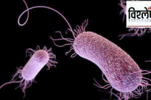 superbugs 4 million death till 2050