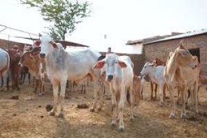 Demand of Milk Producers Association for space in Arey Colony for stables Mumbai print news