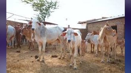 Demand of Milk Producers Association for space in Arey Colony for stables Mumbai print news