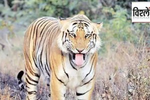 Territorial Battles Lead to t9 Tiger Deaths in Nagzira Reserve