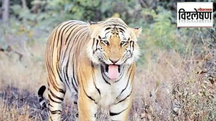 Territorial Battles Lead to t9 Tiger Deaths in Nagzira Reserve