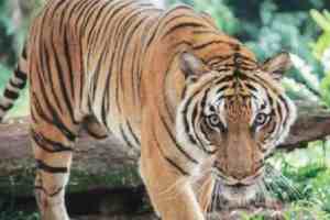 Chandrapur, Tiger attack, tiger attack in chandrapur, Mul taluka, 1 killed, human wildlife conflict, forest department, rural concerns, Chandrapur news