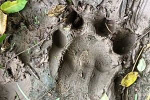 Tiger in Anandvan area in Varora city Chandrapur