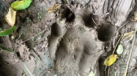 Tiger in Anandvan area in Varora city Chandrapur