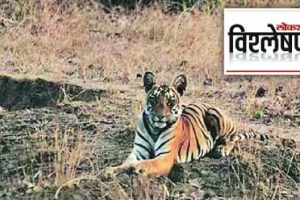 Why will families migrate from tiger protected areas