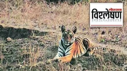 Why will families migrate from tiger protected areas