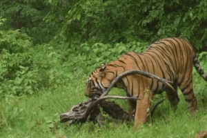 Tandoba Andhari Tiger, tigress did hunting,