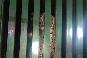 leopard got stuck in a cage set up by the forest department in Girda village Buldhana | गिरडा शिवारात पुन्हा 'ट्रॅप'!सहावा बिबट अडकला पिंजऱ्यात; 'ती' अडकली, 'तो' रेंगाळला... ( संग्रहित छायाचित्र)/ लोकसत्ता